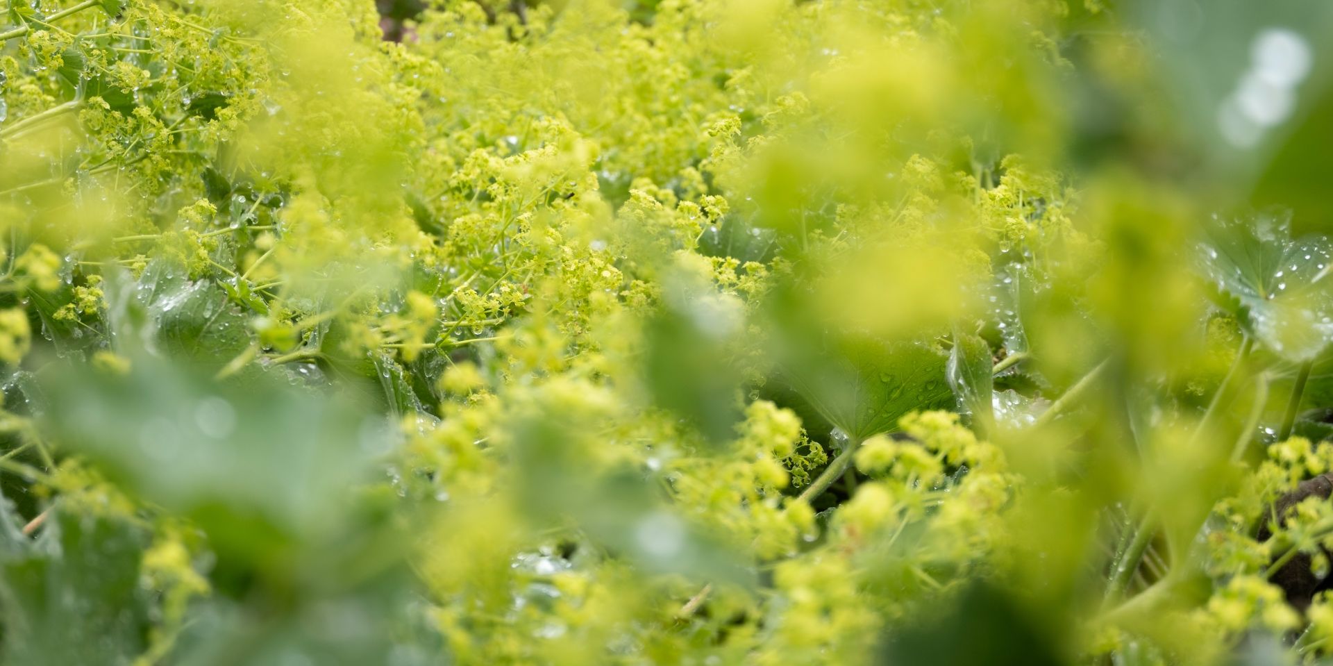Breathtaking view of a misty morning over lush green hills in Dalat, Vietnam.